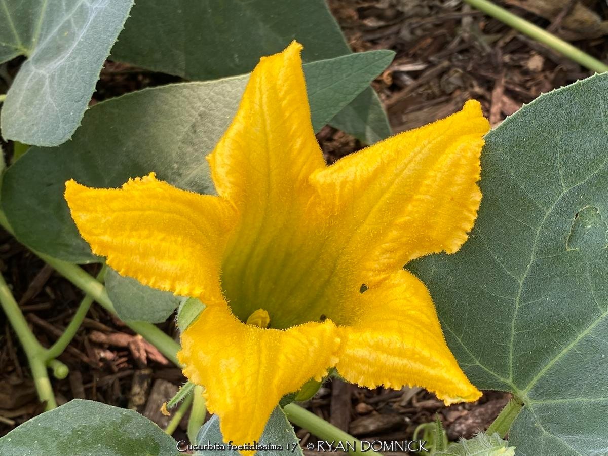 BULK SEEDS!…Cucurbita foetidissima…Cascading Buffalo Gourd…QTY/bag=100