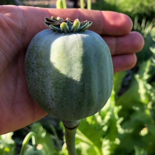 Giant Rattler Gigantemum Poppy Seeds For Planting 5,000 Stratified, Organic Huge