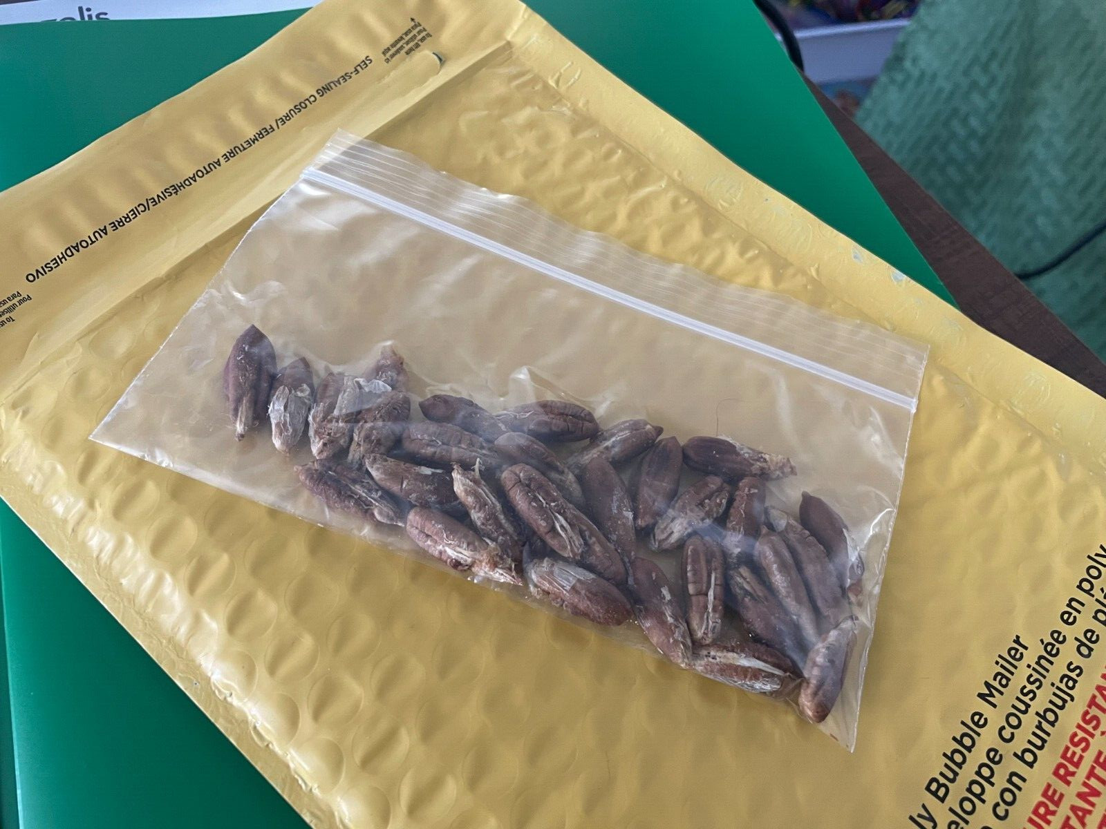 Medjool Date Palm Seeds/Pits