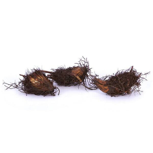 1 Ostrich Fern ~Wild Native~WOODLAND GARDEN ~Dormant Bare Root Crown