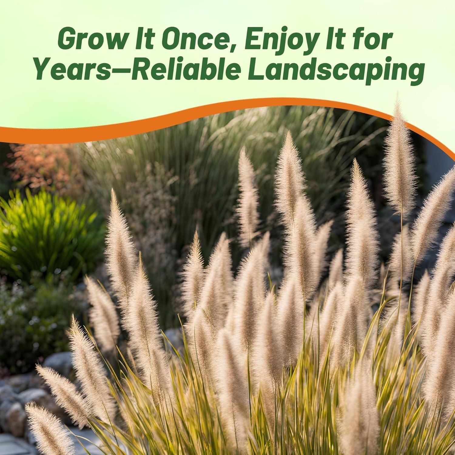 200 Seeds Pennisetum Fountain Grass Drought Tolerant Ornamental For Xeriscaping