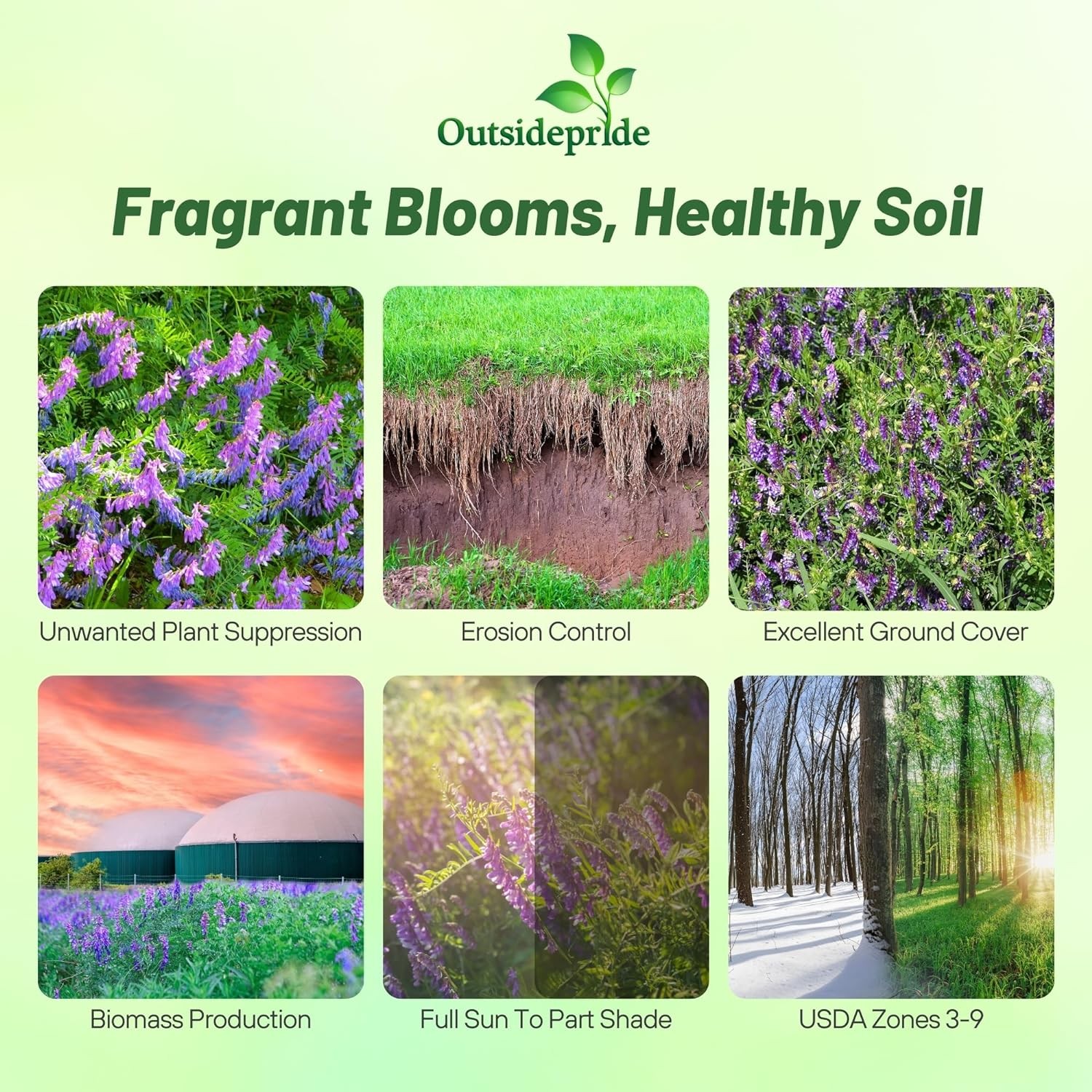 1 OZ – Inoculated Hairy Vetch Seeds – Bulk Legume & Cover Crop Seed For Planting