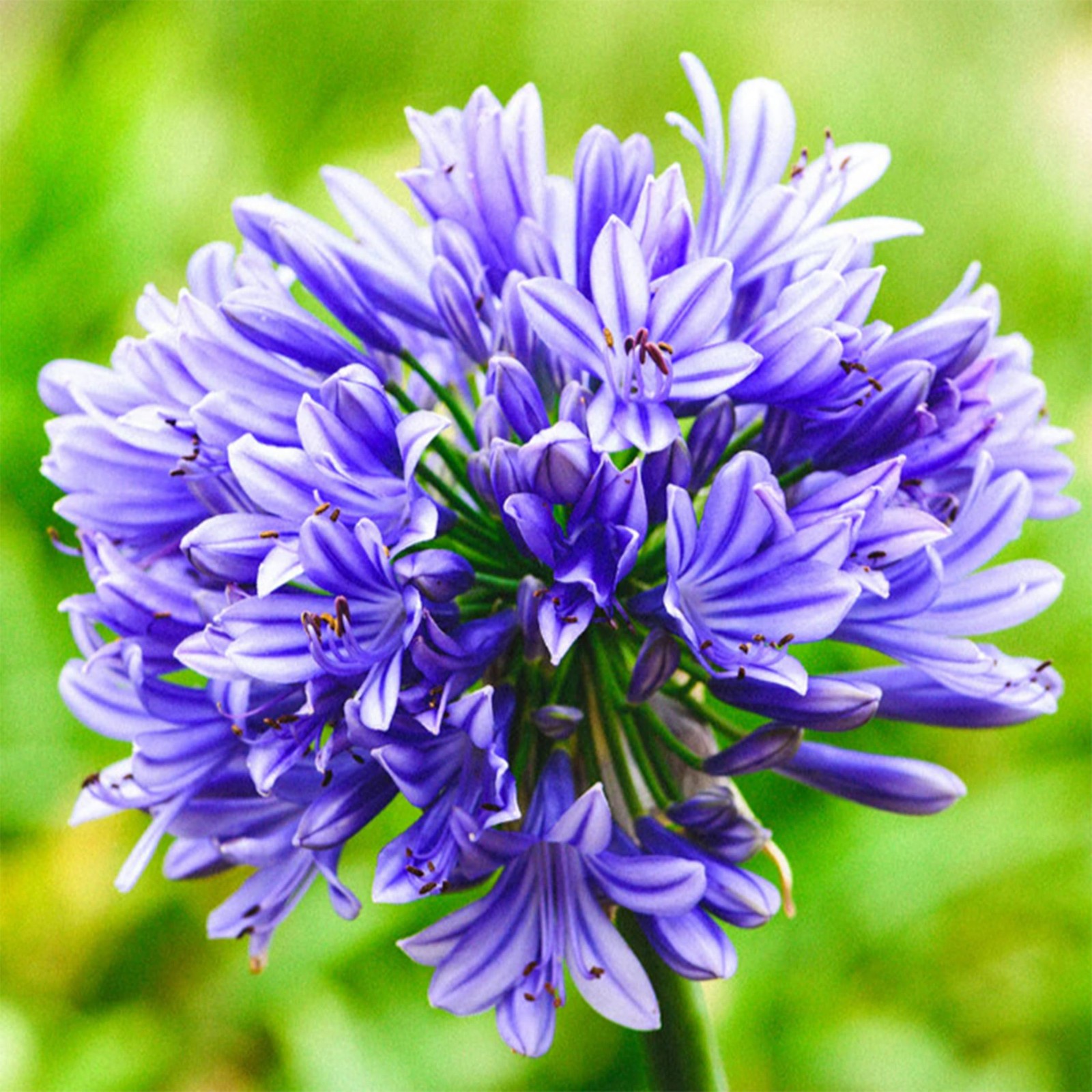 Blue Lily of the Nile Agapanthus Africanus Seeds Free Shipping!