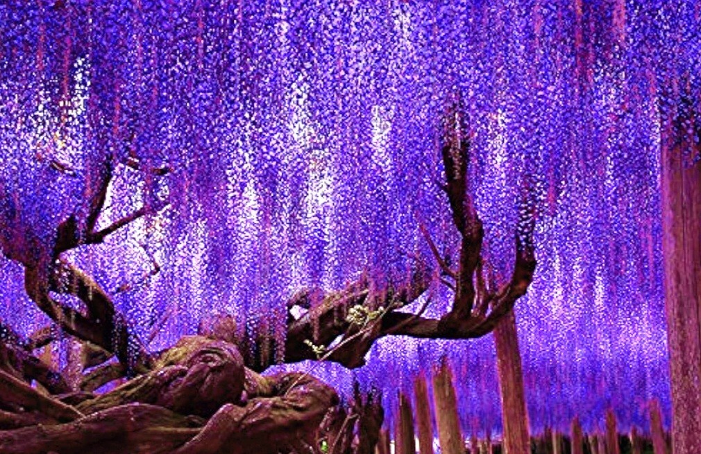 25 Wisteria Seeds Purple Flowers Blue Moon Wisteria Chinese Blue Wisteria