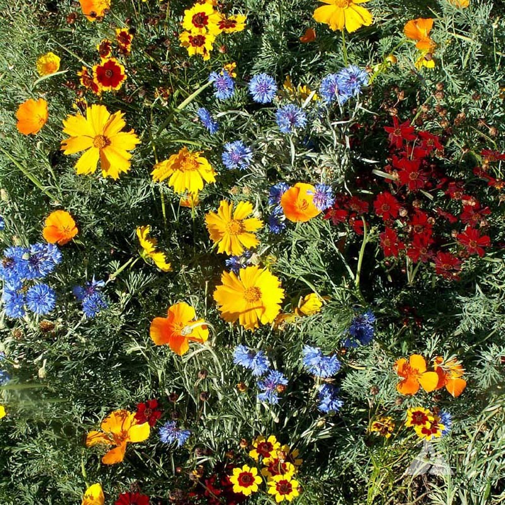 5 LBS Low growing wild flower seed from Outsidepride.