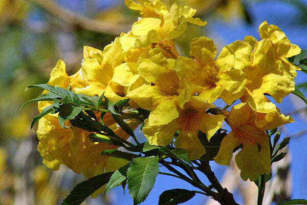 Tecoma stans | Yellow Bells | Ginger-Thomas | Esperanza | 10 Seeds