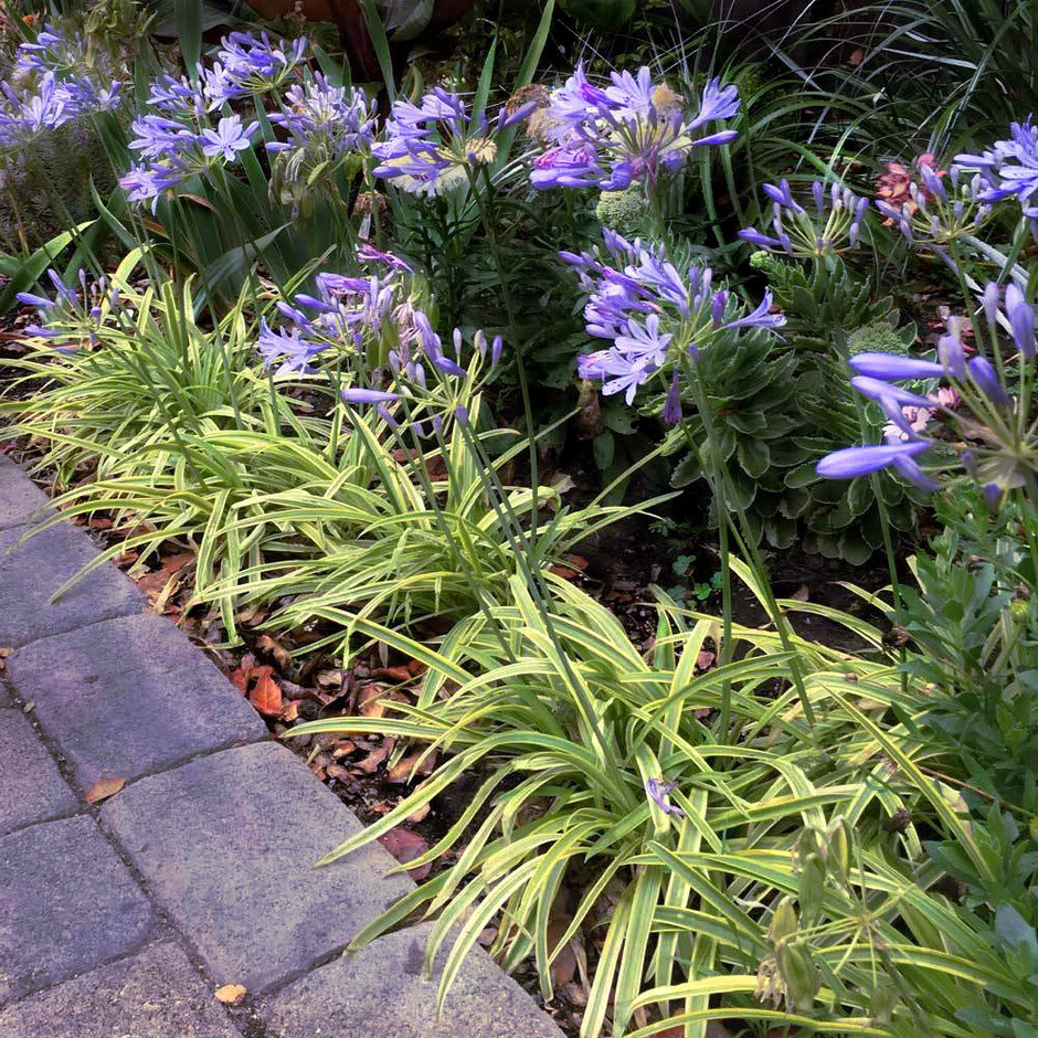 25 Dwarf Blue Lily of The Nile Flower Seeds Agapanthus “Peter Pan” House Plant