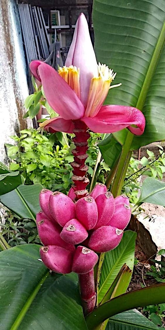 Pink Dwarf Banana Tree Fruit Plant Seeds (Musa velutina) Rare Fast Hardy-Zone 7b