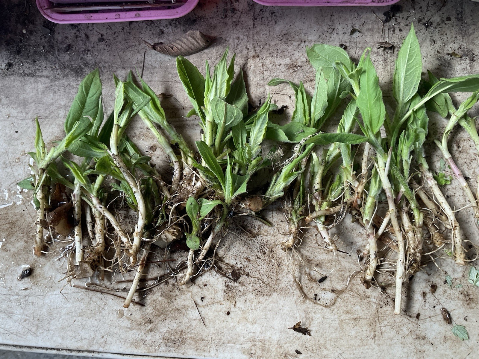 20 Bare Root Jerusalem Artichokes (NO LEAVES)