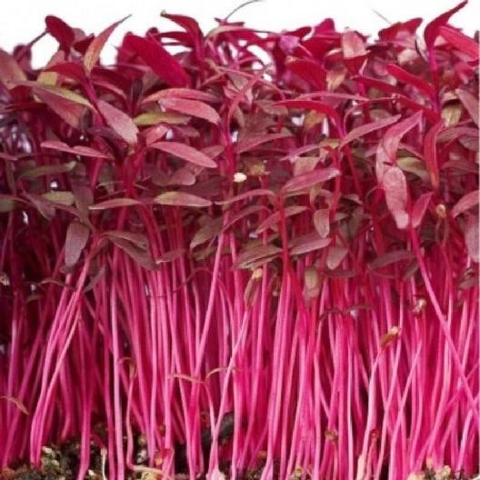 Amaranth RED GARNET Microgreens & Grains Edible upto 10′ TALL Non-GMO 1000 Seeds