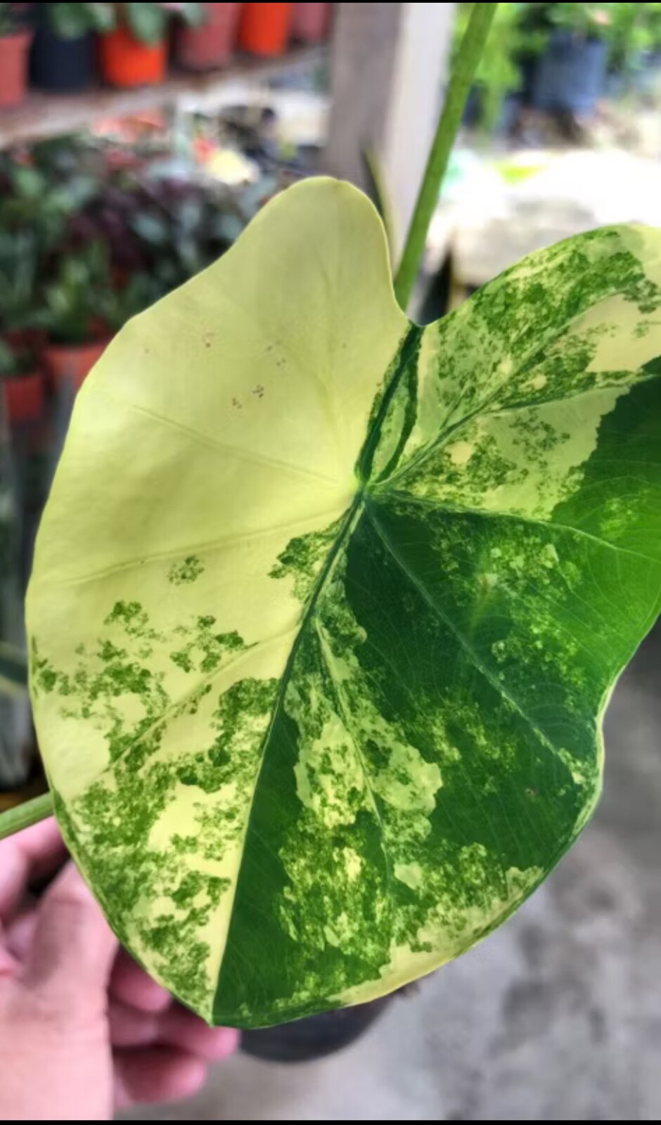 AUTHENTIC Colocasia Yellow Splash 1 bulbs
