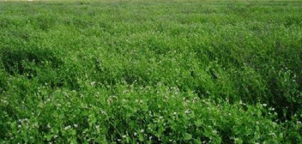 Austrian Winter Peas Seeds Cover Crop Legume Fodder Food Plot NON GMO