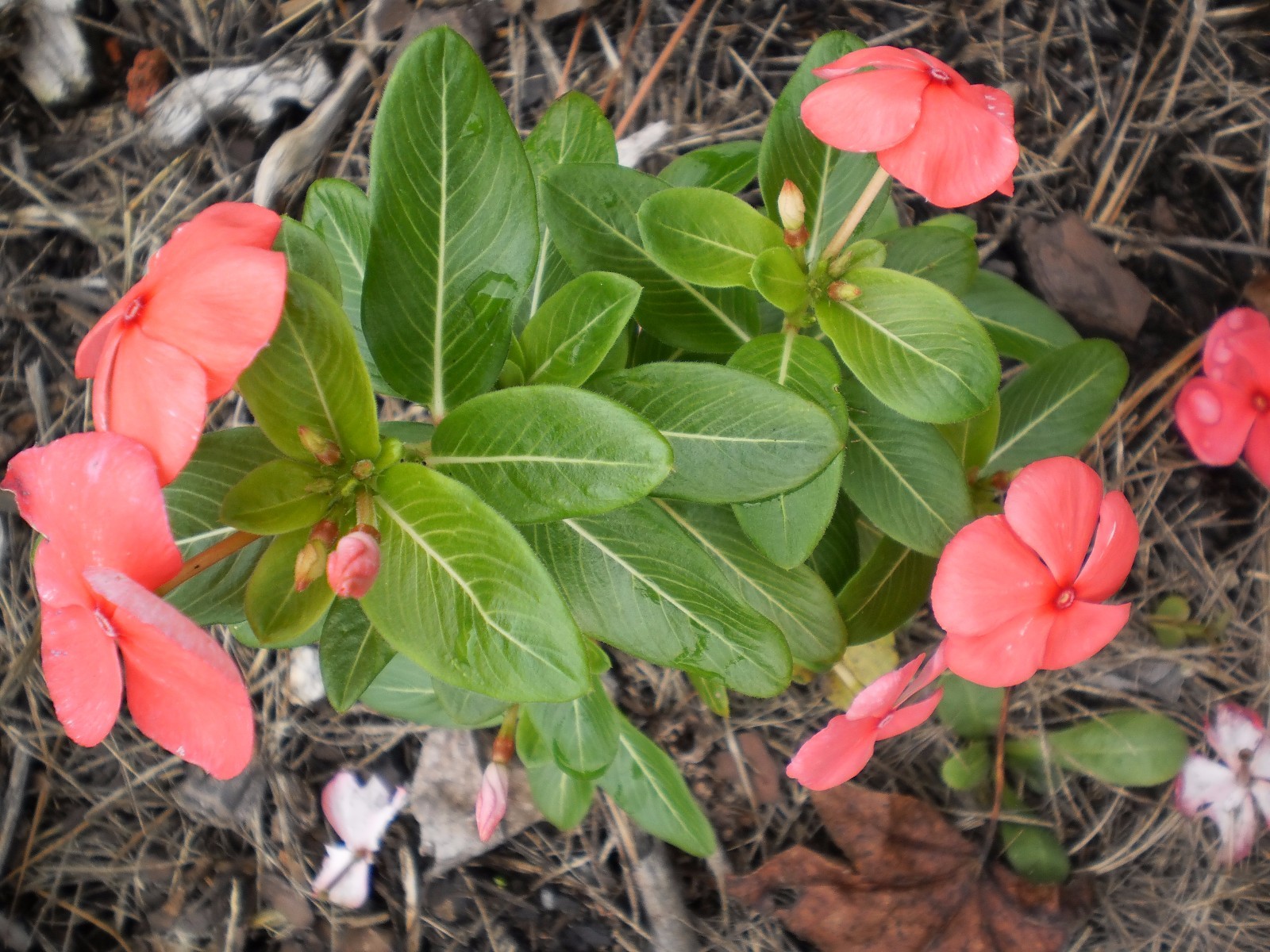 Vinca Flower Plants, 5 + 5 good size plants, Bare Roots, mixed colors, July 2020