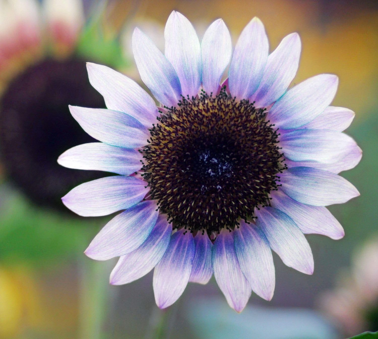 Giant Sunflower Seeds Mix (200+ Seeds) – Red, Purple, Pink Heirloom mix
