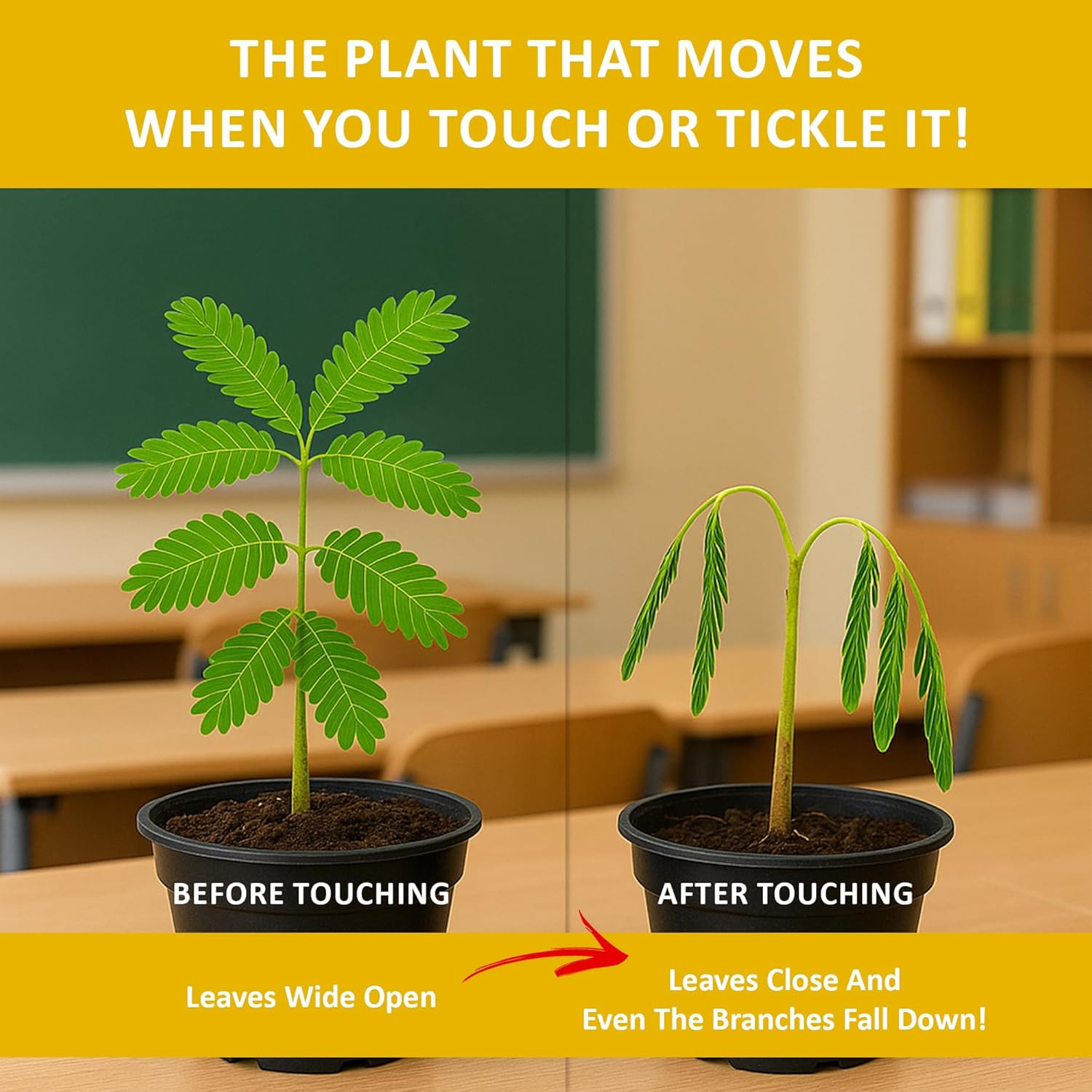 Zombie Plant Seed Packets – Grow a Live Sensitive Plant That Plays Dead When Tou