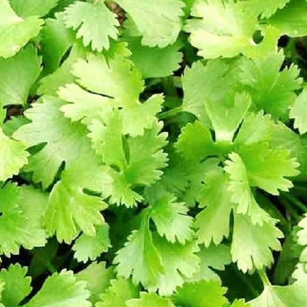 Cilantro Seeds | NON-GMO | Heirloom | Fresh Garden Seeds
