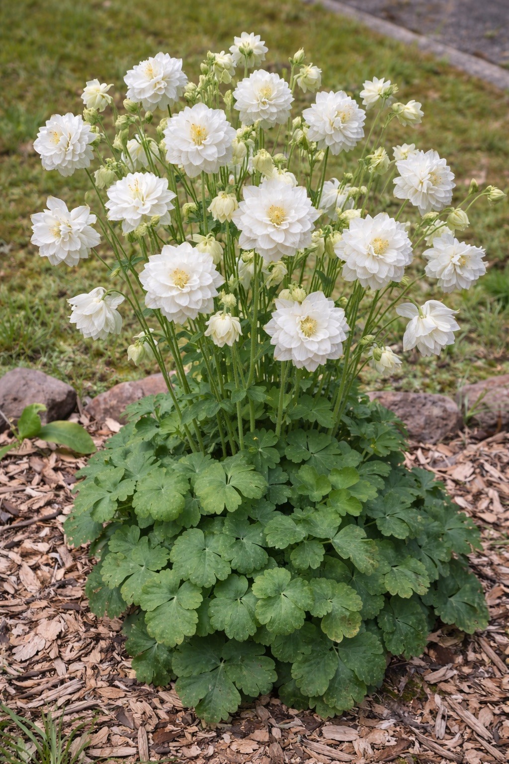 White Double Columbine Seeds Monochrome Moon Garden Flower Perennial 100 Seeds