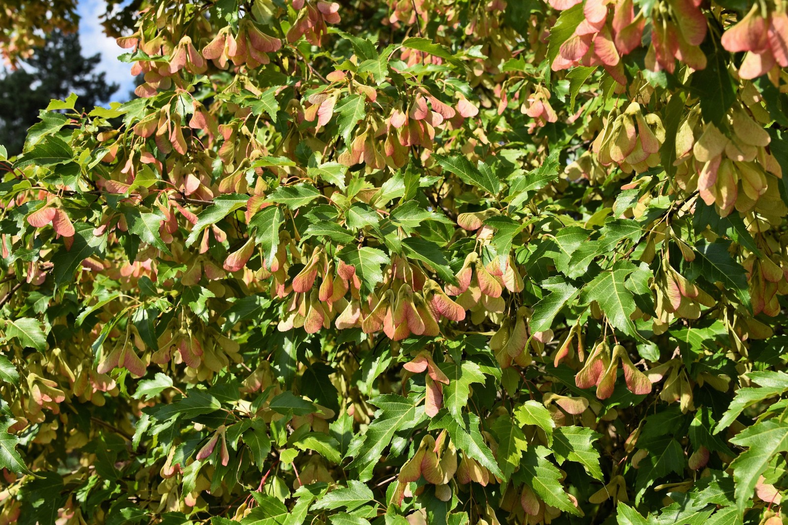 25 SIBERIAN MAPLE TREE Acer Ginnala Seeds – Red Fall Foliage