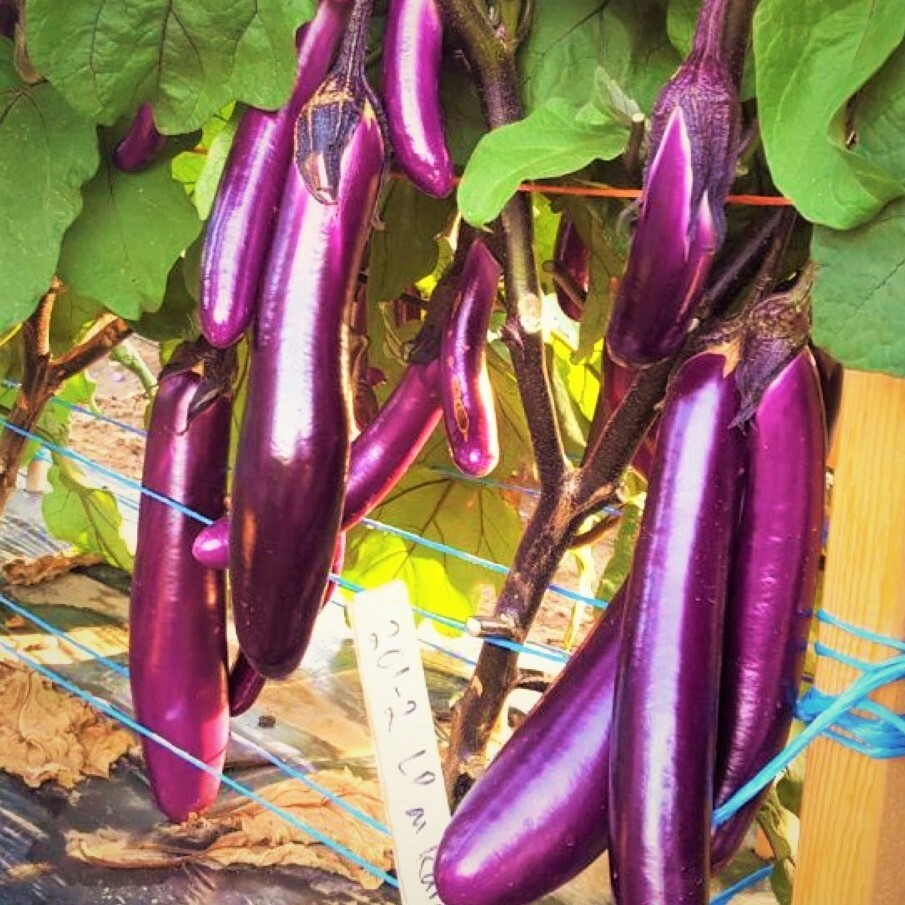Purple Shine Chinese Eggplant Seeds | Long Aubergine Asian Vegetable Seeds 2024