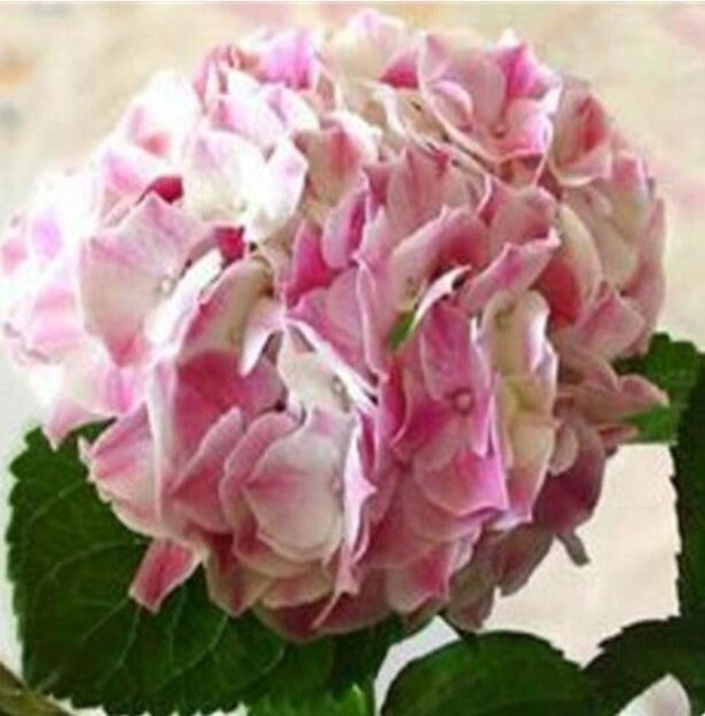 20 EXOTIC RARE HYDRANGEA SEEDS for garden bloom flower bed plant bush USA SELLER