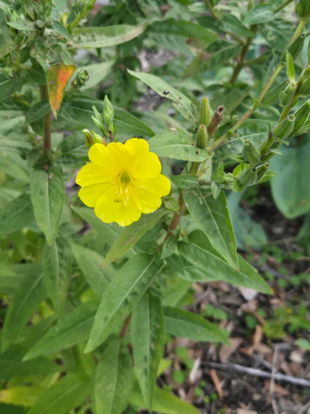 1 Gram Common Evening Primrose Seeds/NATIVE N East US/Oenothera biennis/Organic