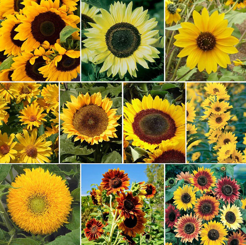 Heirloom Sunny Sunflower Seed Mix – 55 Seeds 2g BUY 2 GET 1 FREE!