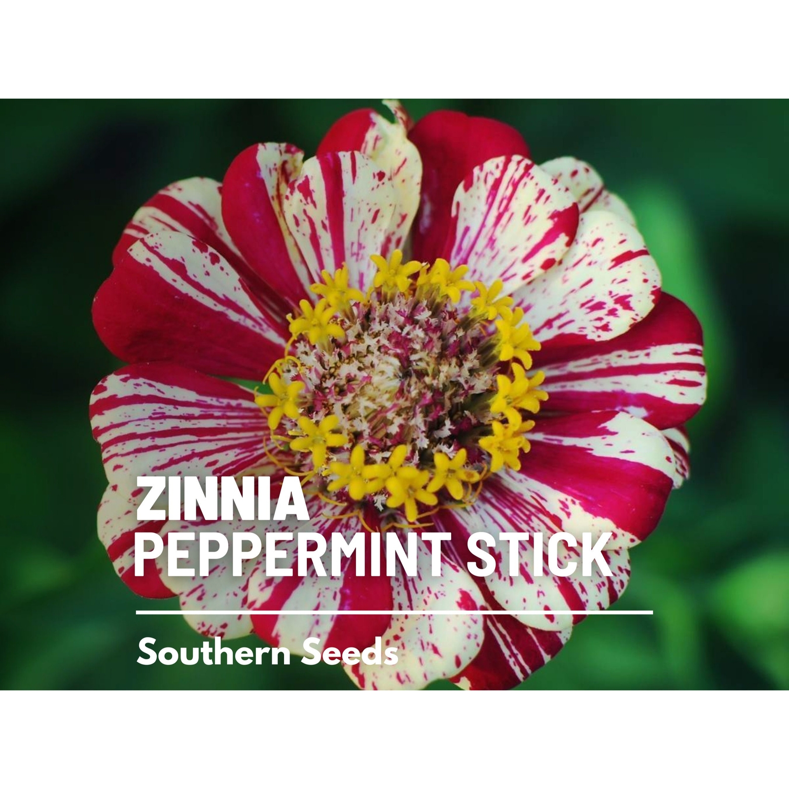 Zinnia, Peppermint Stick – 100 Seeds – Candy-Striped (Zinnia Elegans)
