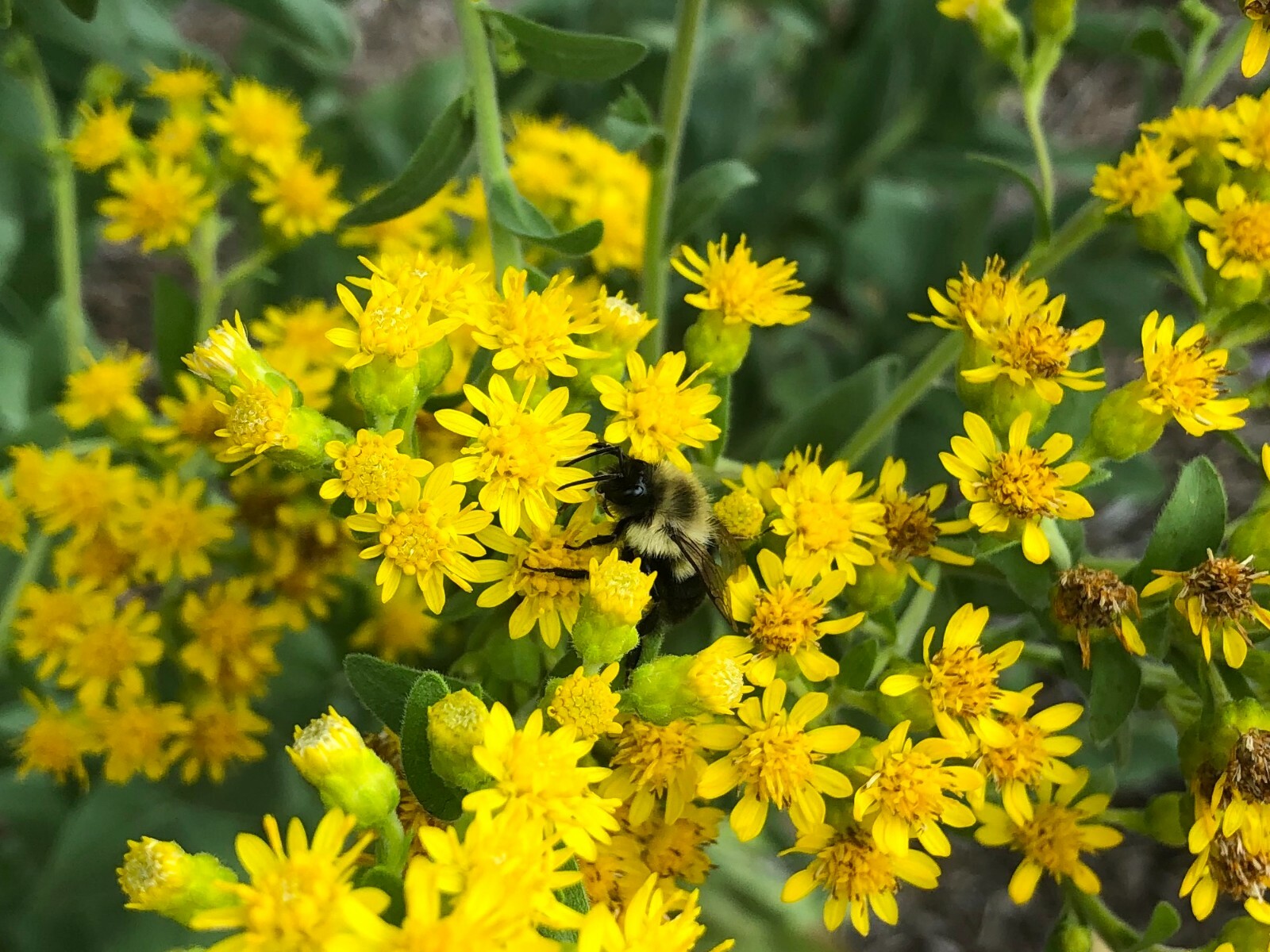 101+STIFF GOLDENROD Seeds Native Wildflower Drought Heat Cold Autumn Flowers