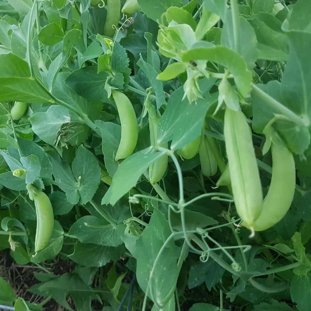 50+ Sugar Ann Snap Pea Seeds Heirloom, NON-GMO, FREE SHIPPING #31