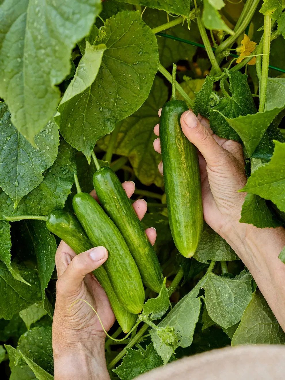 Heyday Hybrid Persian Cucumber Beit Alpha Cucumber Seeds FAST GROWING!