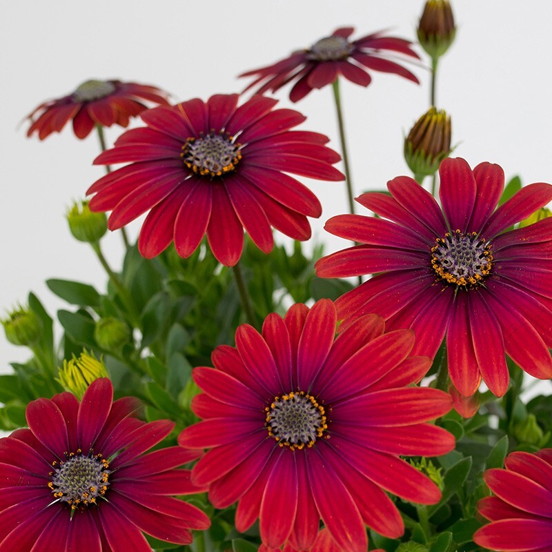 200+ Red Cape Daisy Seeds for Garden Planting – USA – FREE SHIPPING!