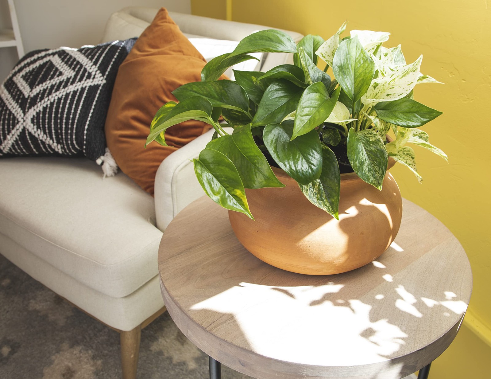 Live Pothos Plants 4PK Indoor Plants Live Houseplants Pothos Live Plant Hous…