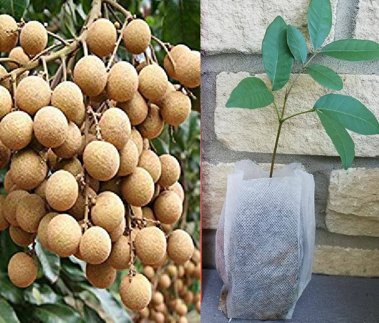 Longan Dimocarpus Dragon Eye Seedling Plant, Tropical Fruit Tree Seedling