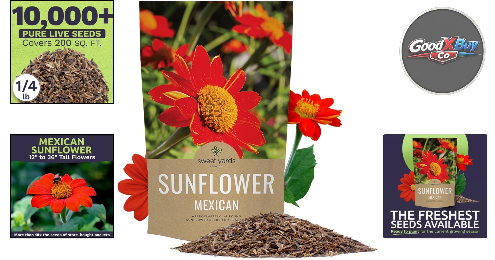Bulk Mexican Sunflower Seeds 10,000+ Open Pollinated Non-GMO Tithonia rotundi…
