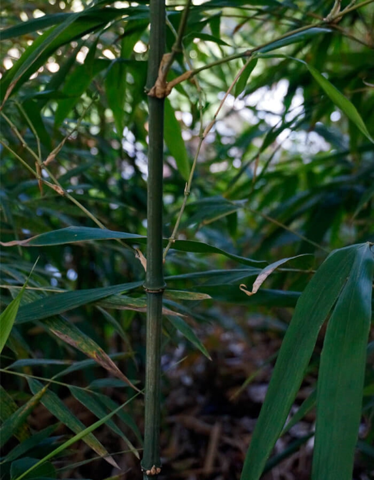 100 Square Stem Bamboo Seeds Perennial Seed Ornamental US SELLER