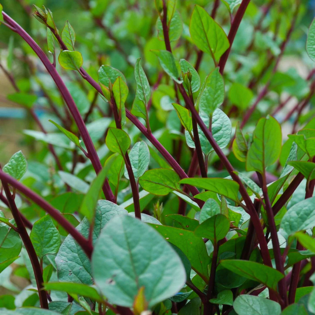 Fresh Red Malabar Spinach Seeds | Mong Toi | Heirloom Non-GMO | Asian Vegetable