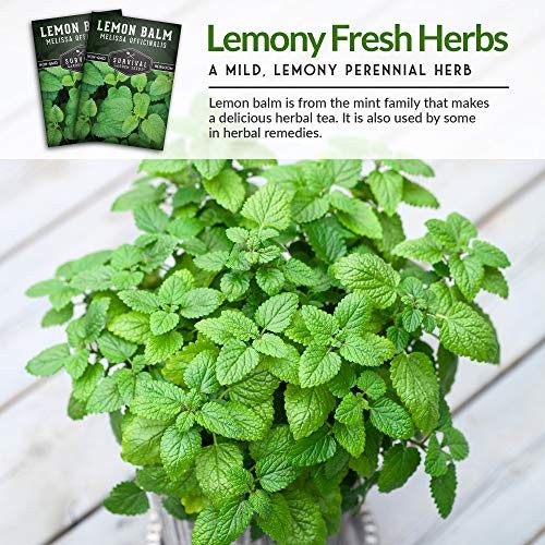 Lemon Balm Seeds for Planting – Melissa Officinalis Herb for Tea and 1