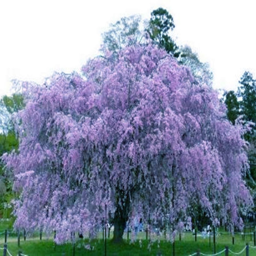 (10) WEEPING SAKURA CHERRY TREE SEEDS rare exotic flower USA SELLER W/TRACK
