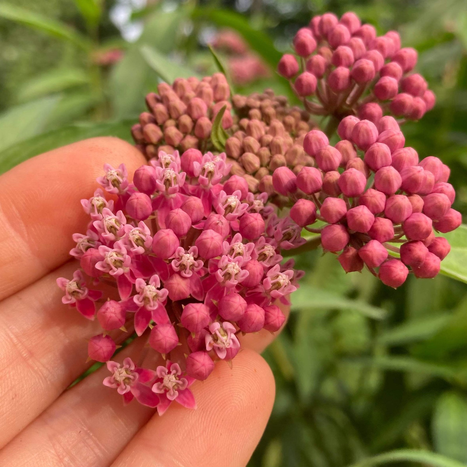 Rose Milkweed Seeds (Asclepias incarnata) ~Native Wildflower Pollinator Garden