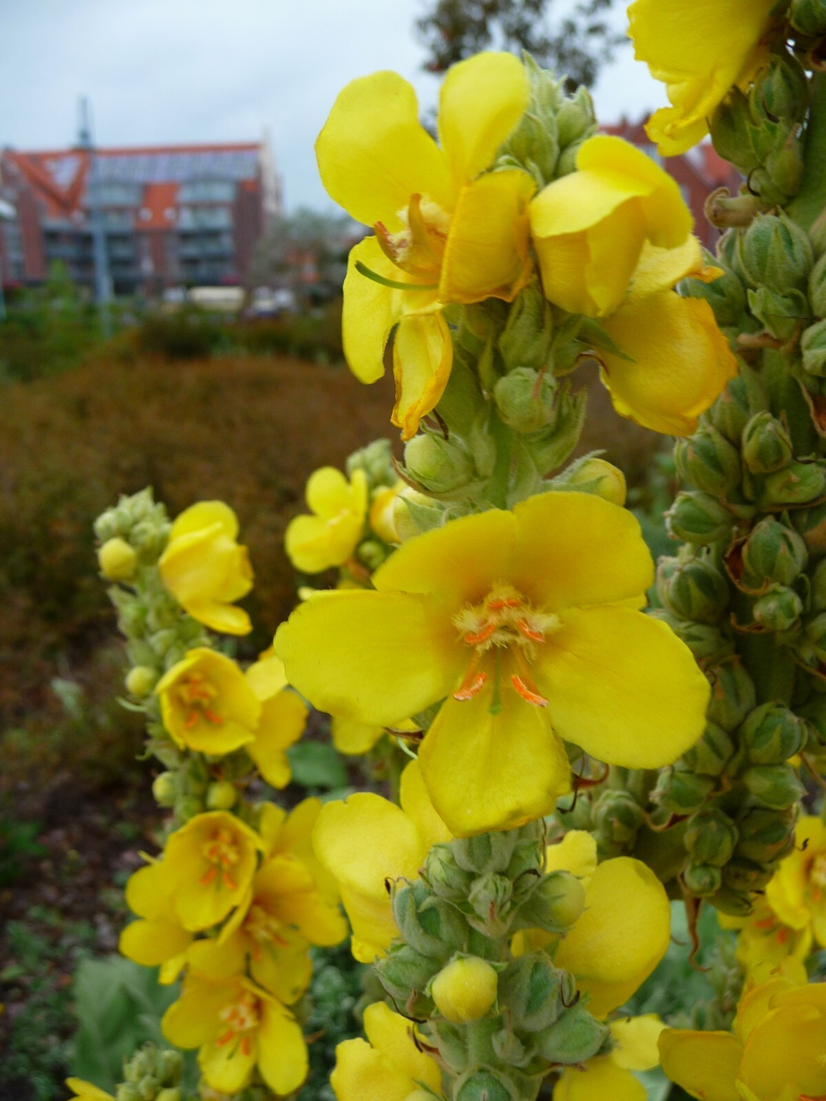 1000 Mullein Seeds – Verbascum thapsus – Herb – Great Mullein