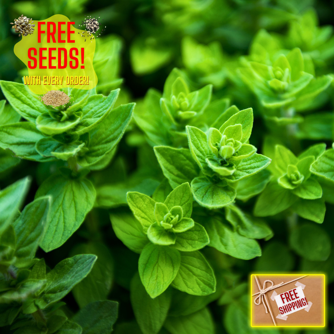 Fresh Oregano Seeds | Italian | Herb | Culinary | Heirloom Non-GMO | Herb Seeds