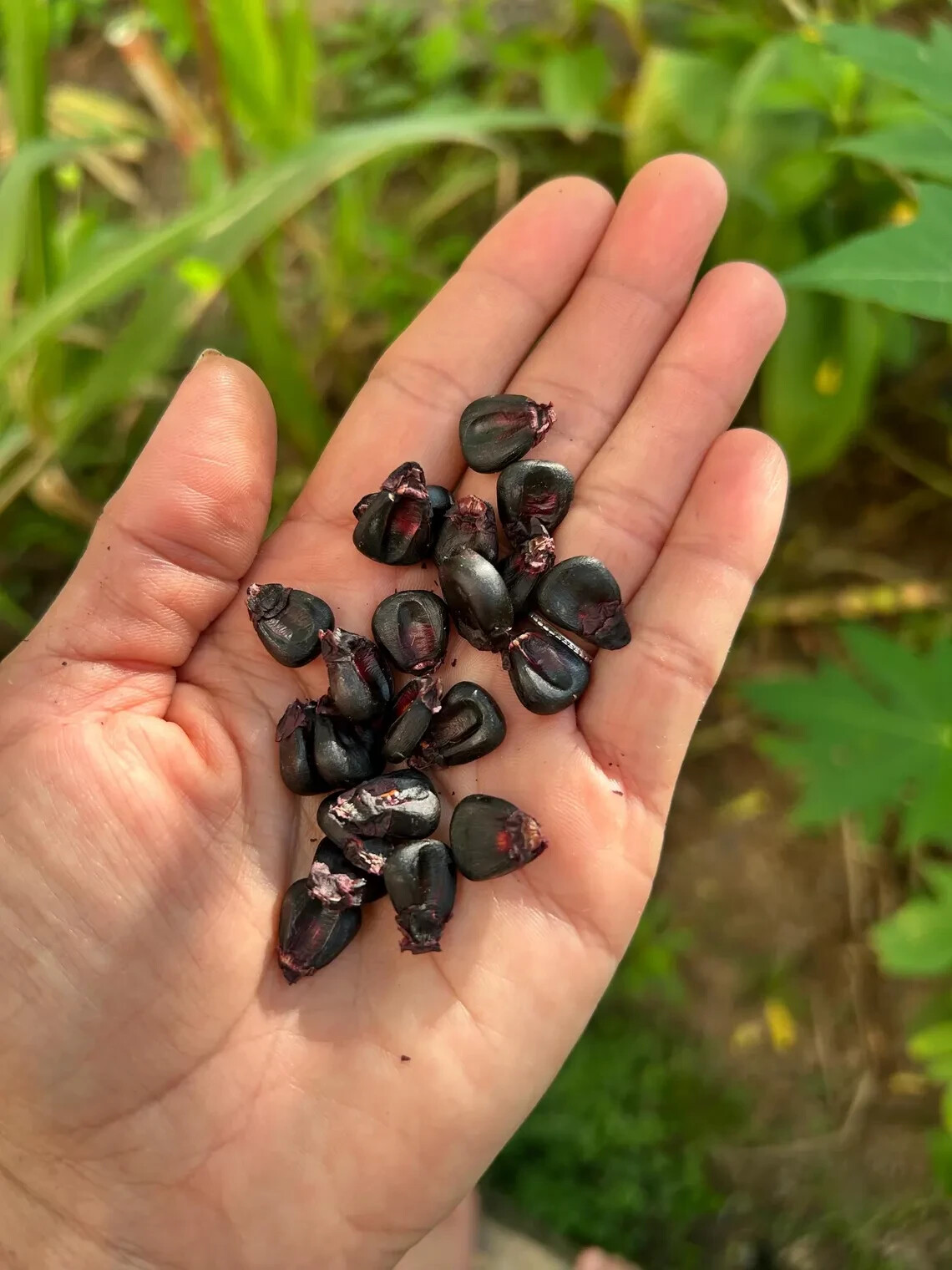 25 Peruvian Inca Purple Corn Seeds, Maiz Morado, grow & brew chicha morada!