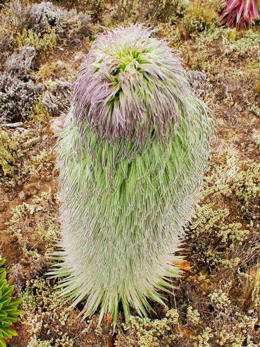 Lobelia telekil ‘Mt Kenya’ | Giant Lobelia | 20 Seeds