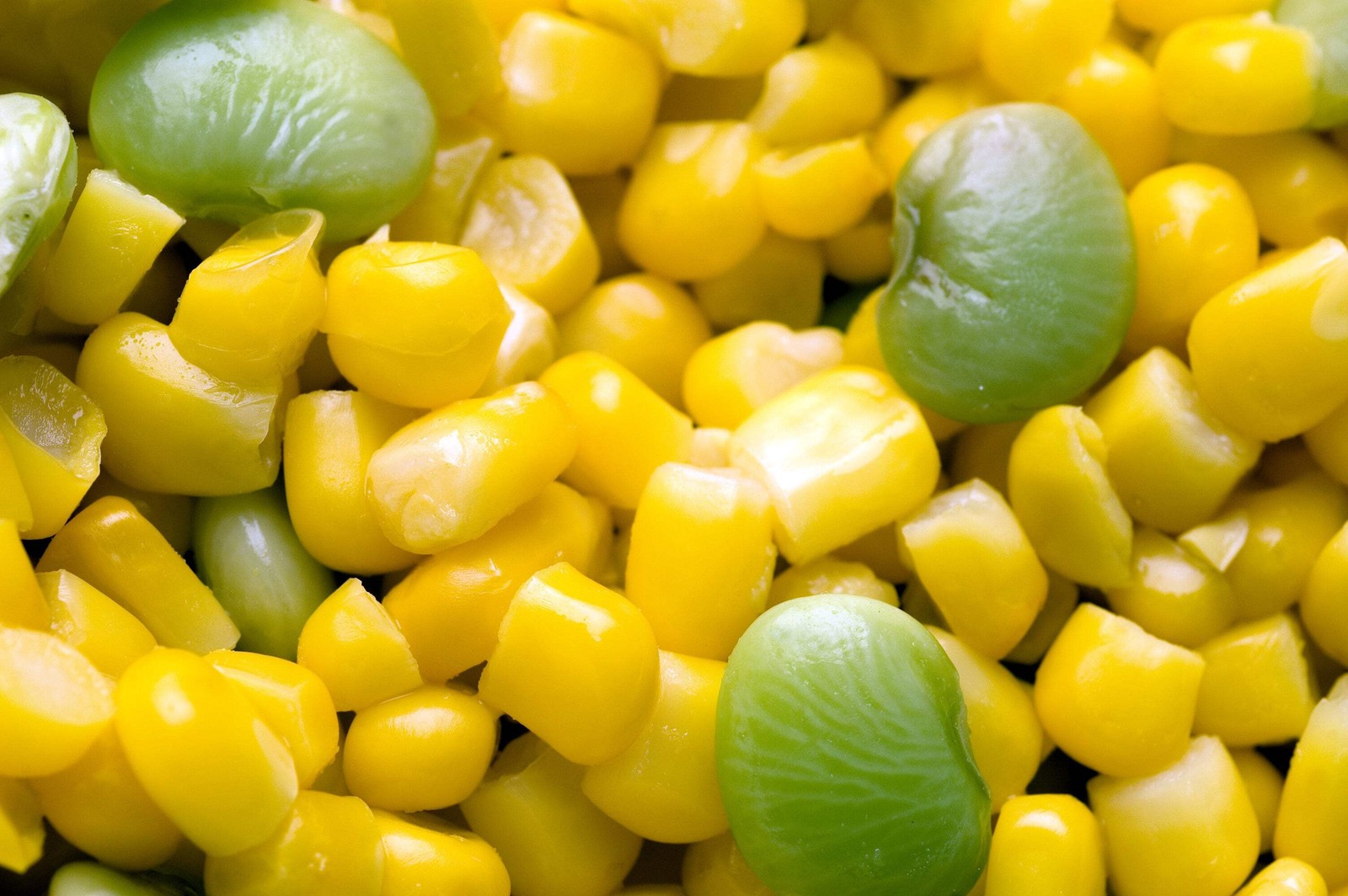 20 FORDHOOK LIMA BEAN Phaseolus Lunatus Bush Bean Vegetable Seeds