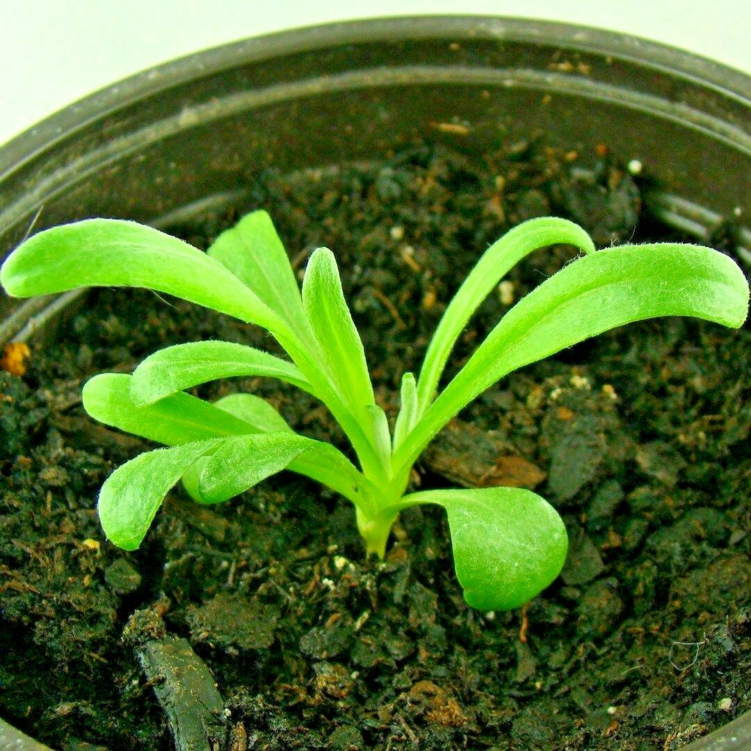 501+CORNFLOWER BACHELOR BUTTON Mixed Seeds Cut Dried Flowers Garden Container