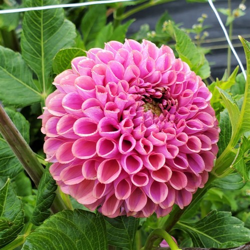 1 – Isabel Ball Dahlia Flower Bulb Tuber