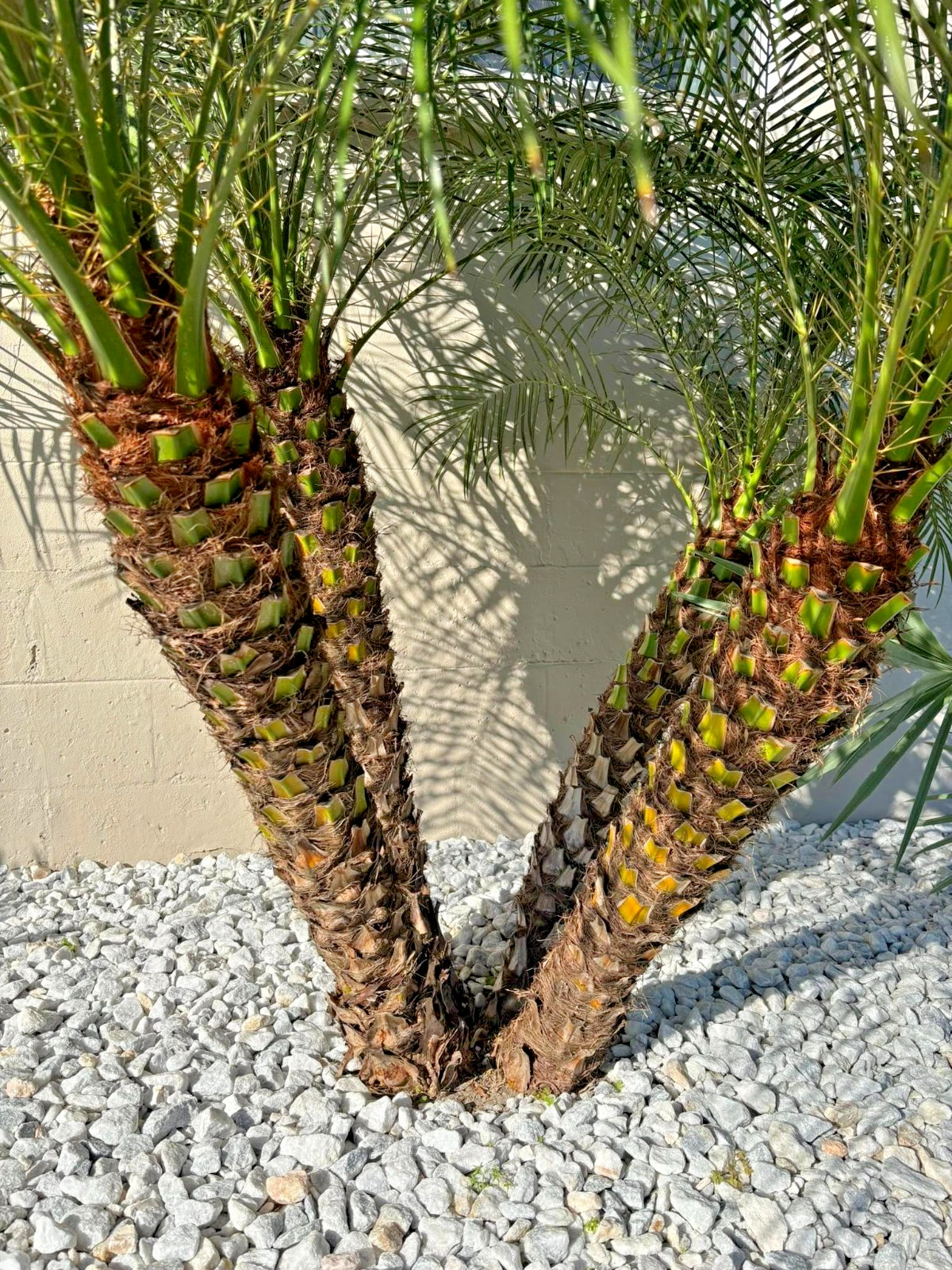 Dwarf Pygmy Date Palm Tree Seeds (Phoenix roebelinii) Great Indoor Houseplant