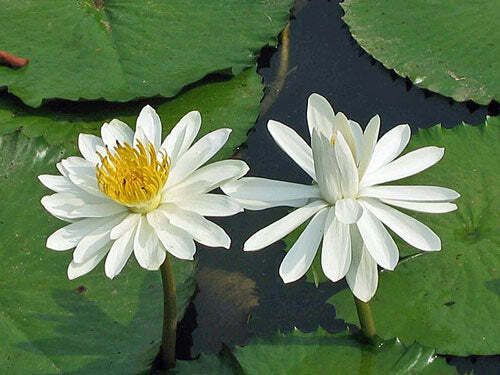 Nymphaea pubescens Willd | White Flower | Hairy Water Lily | 25 Seeds