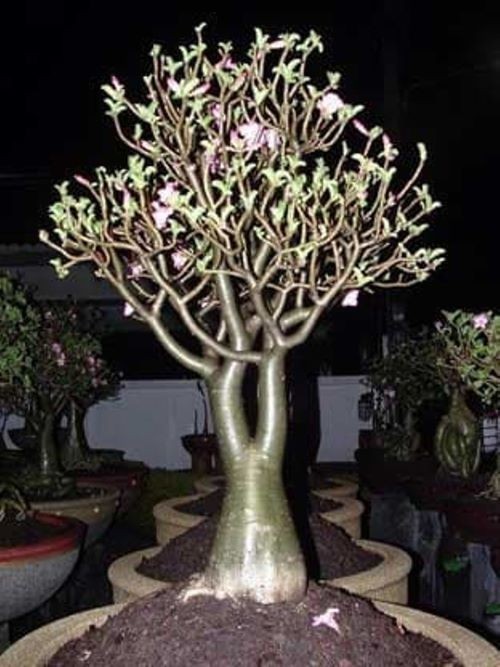 Adenium Arabicum ‘Rachinee Pan Dok’, 10 seeds