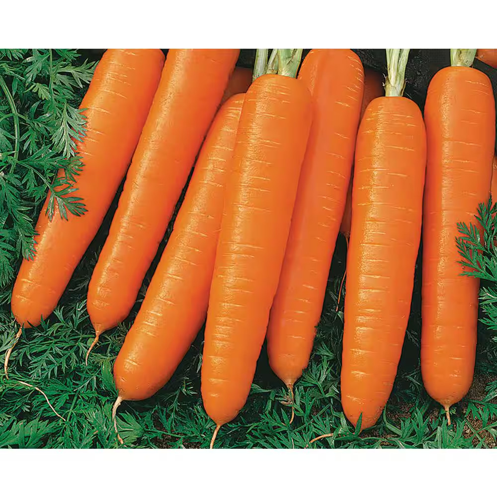 Organic Winter Veggies Seeds (7-Pack)
